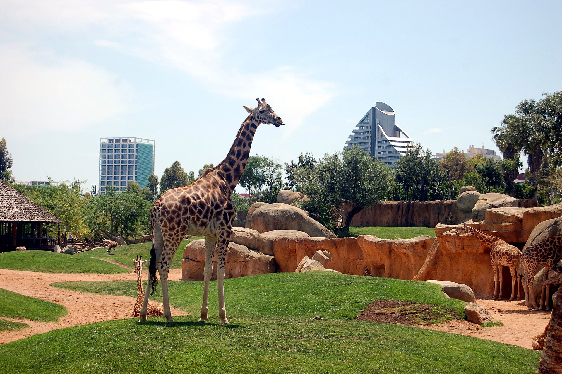 Animaux et végétation en semi-liberté au Bioparc Valencia